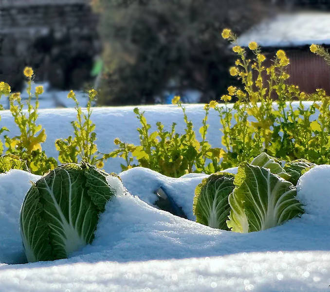 Le potager sous la neige