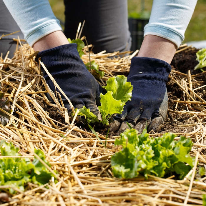 planter les salades