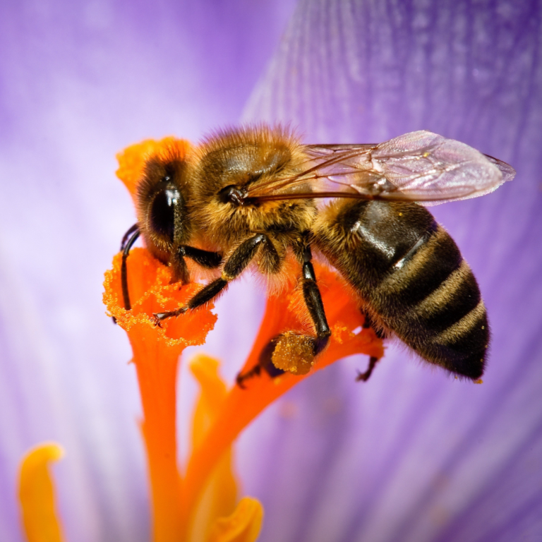 abeille au jardin