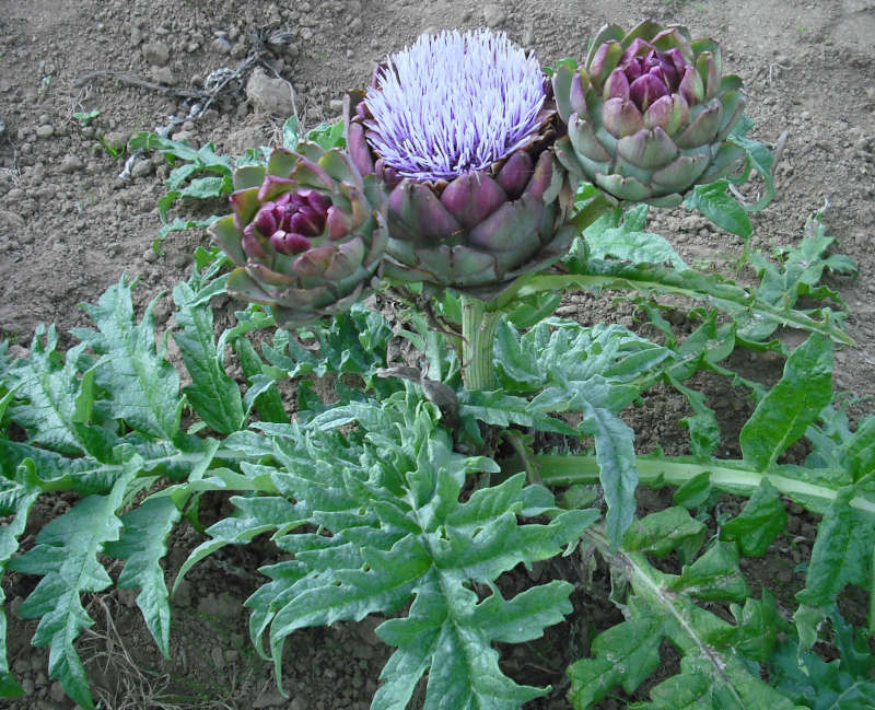 plante d'artichaut en fleur