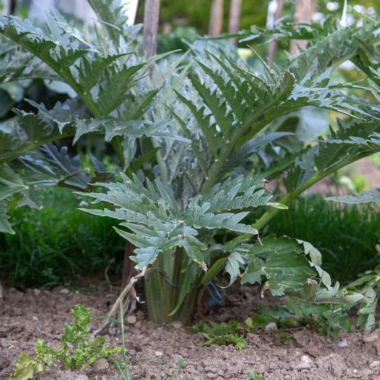 Pied de cardon au potager
